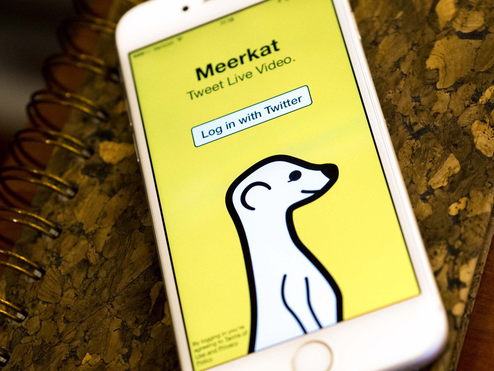 Meerkat: de hype uitgelicht